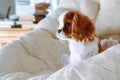 Portrait of red and white colored Cavalier King Charles Spaniel sitting on couch. Gorgeous little puppy look lonely. Royalty Free Stock Photo