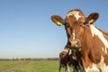 Portrait of a red and white cow with soft expression on her face, in a green meadow and with blue sky