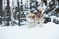 Portrait of red and white siberian husky in the winter snowy forest Royalty Free Stock Photo