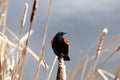 Portrait of a Red Winged Blackbird on cattails Royalty Free Stock Photo