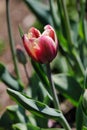 Portrait of red-yellow tulip flower in the spring garden Royalty Free Stock Photo