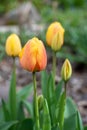 Portrait of red and yellow tulips and yellow tulips growing in a home garden, springtime in the Pacific Northwest