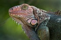 Portrait of a male iguana
