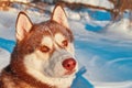 Portrait Redhead Siberian Husky dog in sunny day Royalty Free Stock Photo