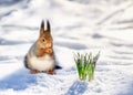 Portrait cute redhead squirrel walks in spring Park in white snow at first flowers lilac snowdrops Royalty Free Stock Photo