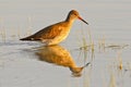 Portrait of a redshank Royalty Free Stock Photo