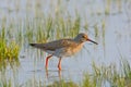 Portrait of a redshank Royalty Free Stock Photo
