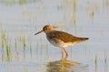 Portrait of a redshank Royalty Free Stock Photo
