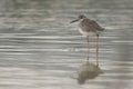 Portrait of a Redshank at Asker marsh with reflection on water Royalty Free Stock Photo