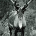 Portrait of Reindeer