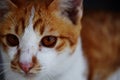 Relaxed brown tabby cat looking at camera Royalty Free Stock Photo