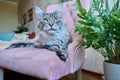 Portrait of relaxed gray cat lying on an armchair at home