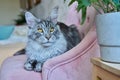 Portrait of relaxed gray cat lying on an armchair at home