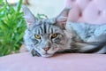 Portrait of relaxed gray cat lying on an armchair at home