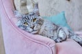 Portrait of relaxed gray cat lying on an armchair at home