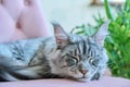 Portrait of relaxed gray cat lying sleeping on an armchair at home