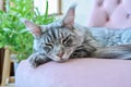 Portrait of relaxed gray cat lying sleeping on an armchair at home