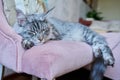 Portrait of relaxed gray cat lying sleeping on an armchair at home