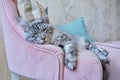 Portrait of relaxed gray cat lying sleeping on an armchair at home