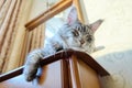 Portrait of relaxed gray cat lying sleeping on at home