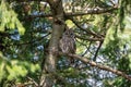 Portrait of a posing Barred Owl