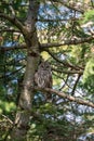 Portrait of a posing Barred Owl