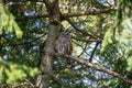 Portrait of a posing Barred Owl