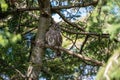 Portrait of a posing Barred Owl