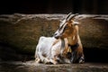 Portrait of relaxing brown and white goat. Goad with long goatee wearing metal bell on neck. Horned domestic animal at farm. Goat Royalty Free Stock Photo