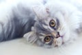 Portrait of relaxing cute Persian kitten cat  laying down on the floor and looking into the camera Royalty Free Stock Photo
