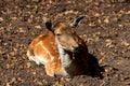 Portrait of relaxing female adult fallow deer dama dama in the forest Royalty Free Stock Photo