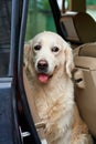 Portrait of rescued dog with sad eyes