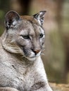 Portrait of resting bored female Cougar, Puma concolor