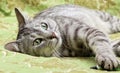 Portrait of resting cat close up, green eyes cat close up, only face, beautiful grey cat Royalty Free Stock Photo