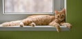 Portrait of a resting ginger cat close-up. The red cat lies on the windowsill Royalty Free Stock Photo