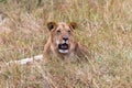 Portrait of a resting on the grass of a young lion. Kenya, Africa Royalty Free Stock Photo