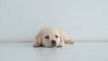 Portrait of resting labrador puppy on a white floor
