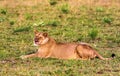 Portrait of a resting lioness. Masai Mara Royalty Free Stock Photo