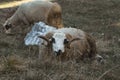 Portrait of resting ram with circle horns laying on wild field and eating grass Royalty Free Stock Photo