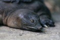 Portrait of a resting turtle Trionyx triunguis Royalty Free Stock Photo