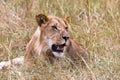 Portrait of a resting young lion. Kenya, Africa Royalty Free Stock Photo