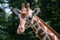 Portrait of Reticulated Giraffe Giraffa camelopardalis reticulata also known as the Somali giraffe