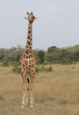Portrait of reticulated giraffe standing alert in the wild plains, Kenya