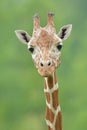 Portrait of Reticulated Giraffe Royalty Free Stock Photo