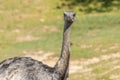 Portrait of rhea americana on a grassy meadow. The greater rhea (Rhea americana) Royalty Free Stock Photo