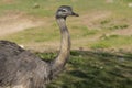 Portrait of rhea americana on a grassy meadow. Royalty Free Stock Photo