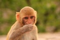 Portrait of Rhesus macaque eating