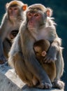 Portrait of a Rhesus macaque in Kam Shan Country Park, Hong Kong