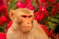 Portrait of Rhesus macaque (Macaca mulatta)