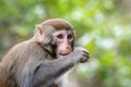 Portrait of a Rhesus macaque monkey Royalty Free Stock Photo